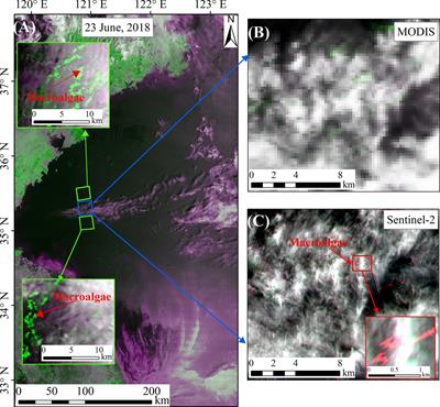 A simple method for estimating macroalgae area under clouds on MODIS imagery